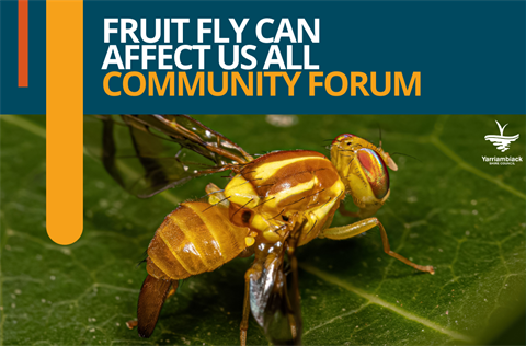 Fruit-Fly-Can-Affect-Us-All-Community-Forum-1