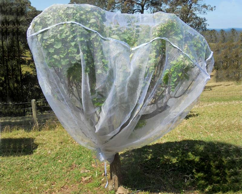 fruit-tree-net.jpg