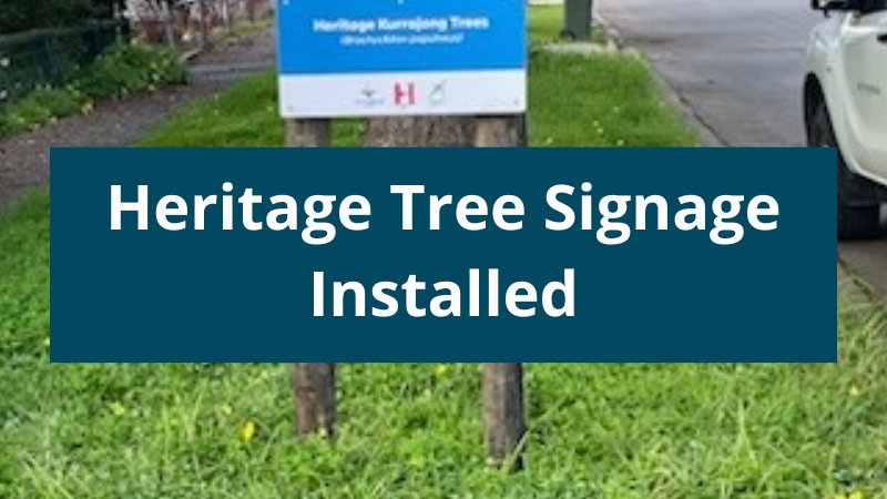 Heritage Tree Sigange_Website Tile.png