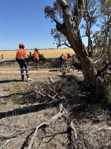 Northern Works Ryans Road removing vegetation